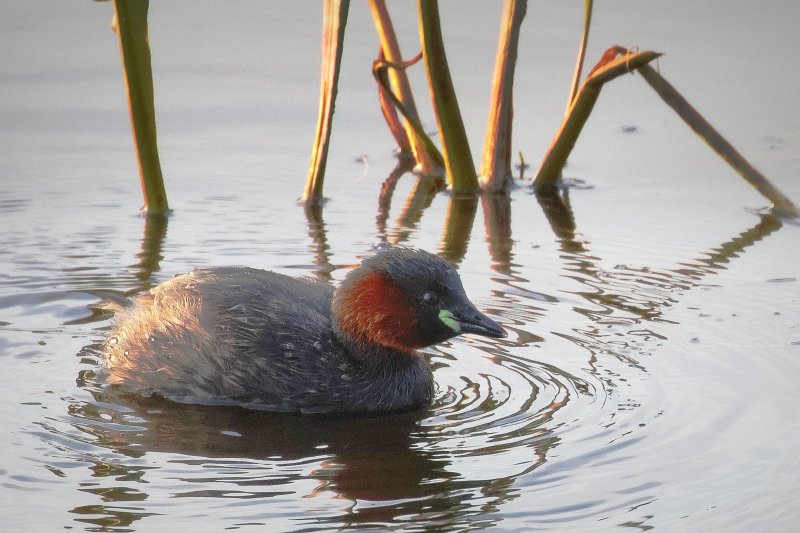 Broedvogelmonitoring 2025